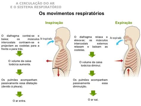 o que acontece com o organismo durante os movimentos respiratórios